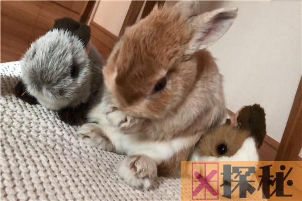 世界上体积最小的兔子是什么 荷兰矮兔（和手掌差不多大小）