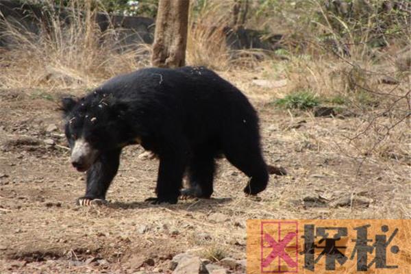 十大熊类战斗力排名 这些巨型的熊类生物战斗力很猛