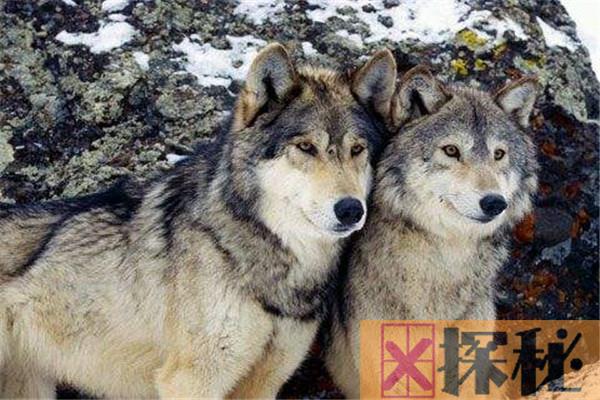 世界上体型最大的狼灭绝了吗 基奈山狼的天敌是什么