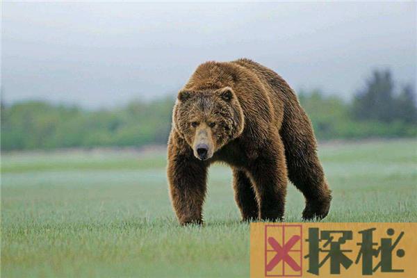 十大熊类战斗力排名 这些巨型的熊类生物战斗力很猛