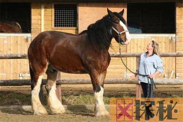 世界上体型最大的马是什么马 夏尔马（力气大体型大）