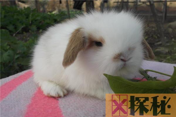 世界上体积最小的兔子是什么 荷兰矮兔（和手掌差不多大小）