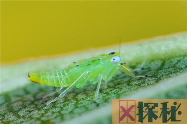 世界上繁殖最快的昆虫是什么 蚜虫最早出现在什么时候