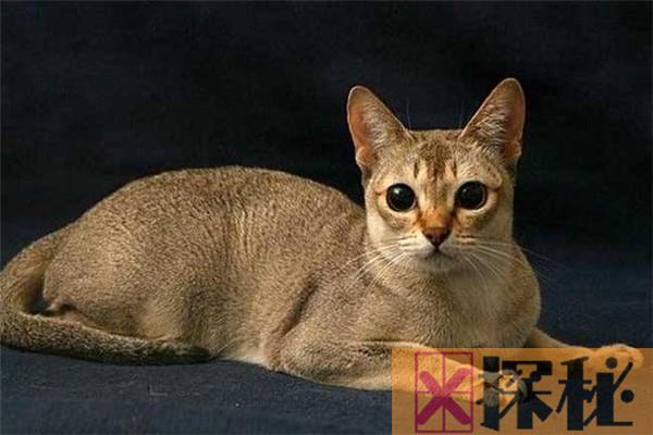 世界上体型最小的猫几千克 新加坡猫（1.8-3.6kg之间）