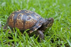 世界上跑得最快的乌龟是什么 南非豹纹陆龟最快的速度能有多少