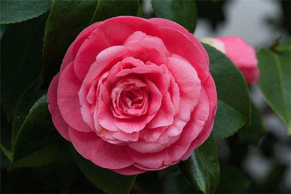 全球最漂亮罕见的花有哪些 仙女鞋属于英格兰的罕见的花类