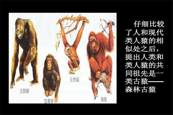 森林古猿到人类的进化过程 森林古猿和现代人有什么区别