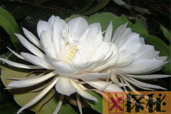 全球最漂亮罕见的花有哪些 仙女鞋属于英格兰的罕见的花类