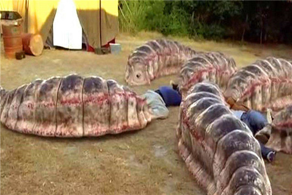 蒙古死亡蠕虫是什么 一种传说中巨大的毒虫（生活在戈壁滩）
