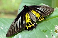 金裳凤蝶是国家几级保护动物 金裳凤蝶的价值是什么