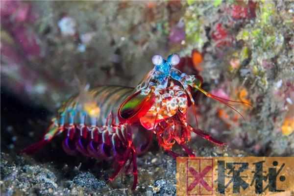 博比特虫vs雀尾螳螂虾 博比特虫和雀尾螳螂虾哪种比较强