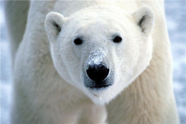 北极熊是最大的熊类吗 北极熊面临的最大生存危机是什么