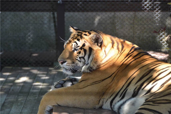 800公斤史上最大的老虎是什么 东北亚巨虎（已经消失）