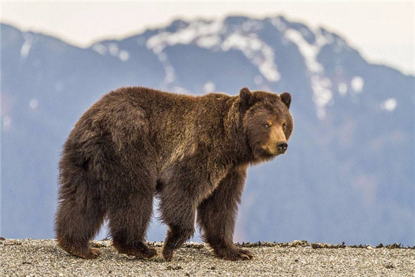 俄罗斯的熊为什么怕人 俄罗斯的熊怕人原因是什么