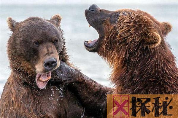 俄罗斯的熊为什么怕人 俄罗斯的熊怕人原因是什么