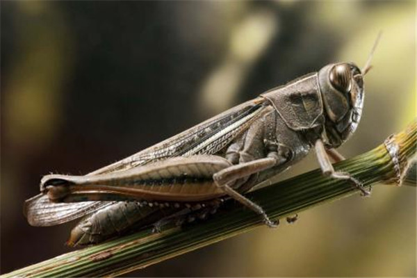 1991年射杀最大蝗虫揭秘 真的有这么大的蝗虫存在吗