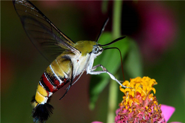 蜂鸟鹰蛾是益虫是害虫 蜂鸟鹰蛾为什么是害虫