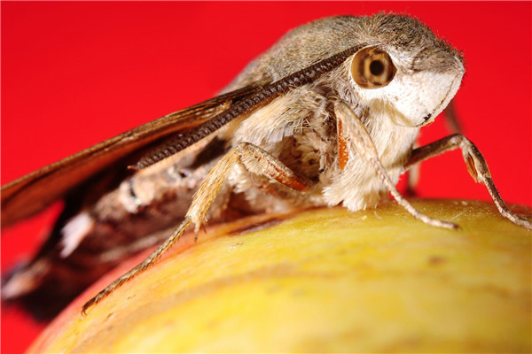 蜂鸟鹰蛾是益虫是害虫 蜂鸟鹰蛾为什么是害虫