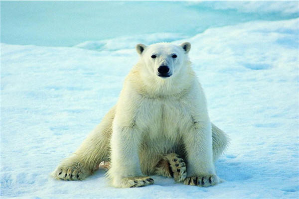 北极熊是最大的熊类吗 北极熊面临的最大生存危机是什么