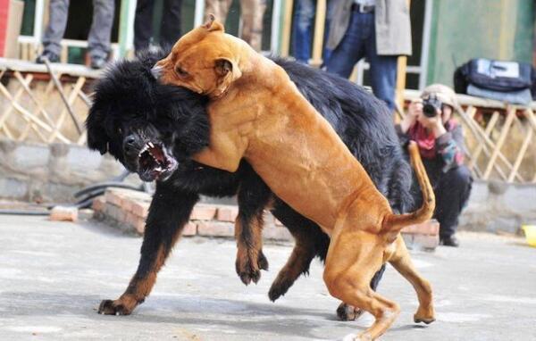 世界上最厉害的狗，比特犬/咬合力强（持续战斗120分钟）