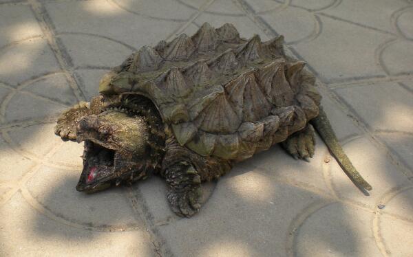 世界上最著名的鳄龟真鳄龟，身长79厘米（头大不能缩壳）