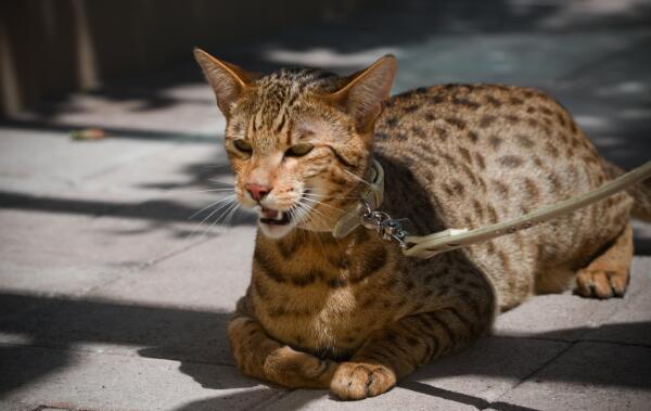 世界上最珍贵的猫的品种，阿瑟拉猫（市价高达十万美元）