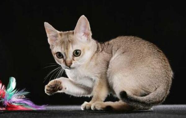 世界十大最受欢迎宠物猫品种，英国短毛猫、布偶猫上榜