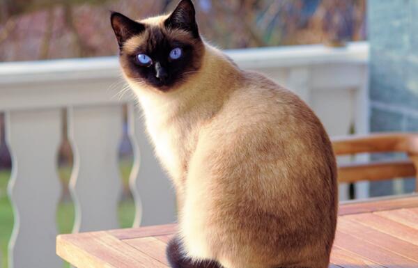 世界十大最受欢迎宠物猫品种，英国短毛猫、布偶猫上榜