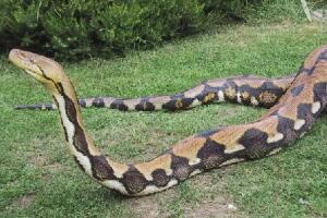世界上最大的蟒蛇，12米的网纹蟒（四川曾发现50米巨蟒）