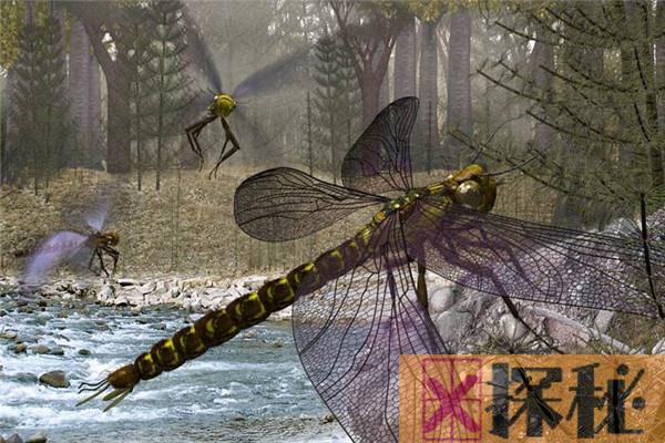 世界最大蜻蜓是在哪里发现的 中美洲发现（长达19.1厘米）