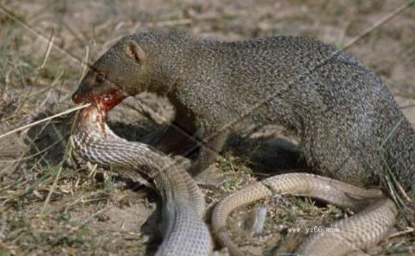 世界上最凶猛的啮齿类动物，食蛇鼠（体长50厘米能吃蛇）