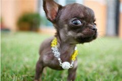 世界最小狗是什么 叫蜜莉的吉娃娃（体长9.65厘米）