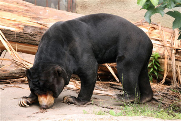 世界上最小的熊是什么 马来熊（身材娇小不会冬眠）