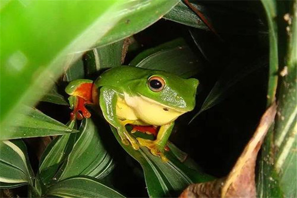 世界上最凶猛的青蛙是什么 烟蛙（拥有强大攻击力）