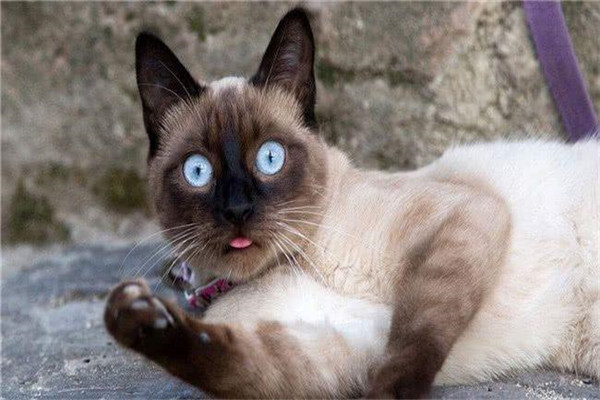 世界上最长寿的猫叫什么 路西（整整活了39年堪称奇迹）