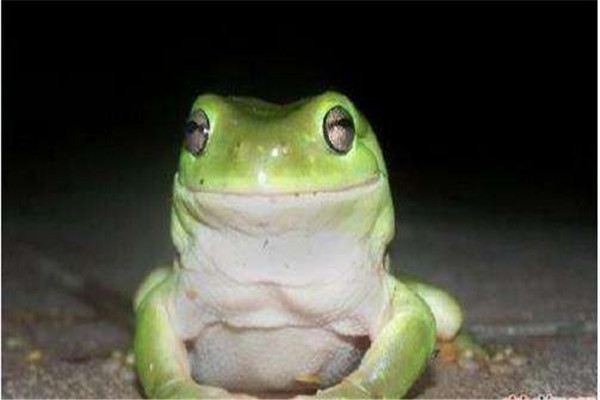 世界上最凶猛的青蛙是什么 烟蛙（拥有强大攻击力）