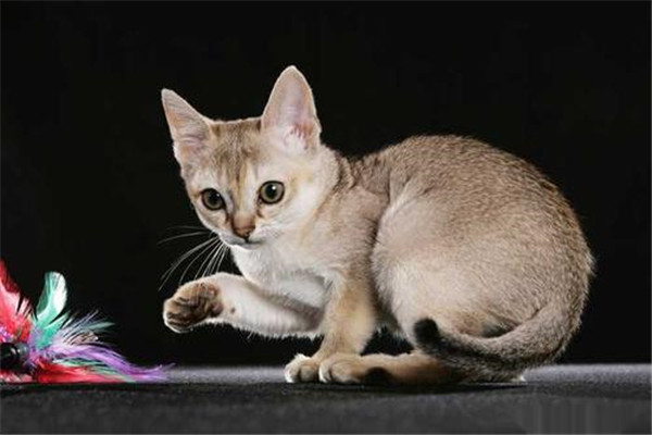 世界上最小的猫是什么 新加坡猫（最初生活在下水道）
