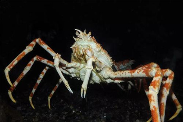 世界上最奇特的螃蟹是什么 蜘蛛蟹（长得像蜘蛛的螃蟹）