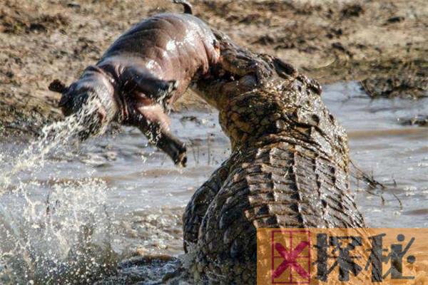 世界上最厉害的动物是什么 尼罗河鳄鱼（可以轻松撕碎人体）