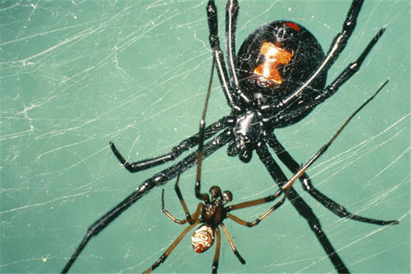 世界上最毒蜘蛛黑寡妇 一种有着剧烈毒性的昆虫