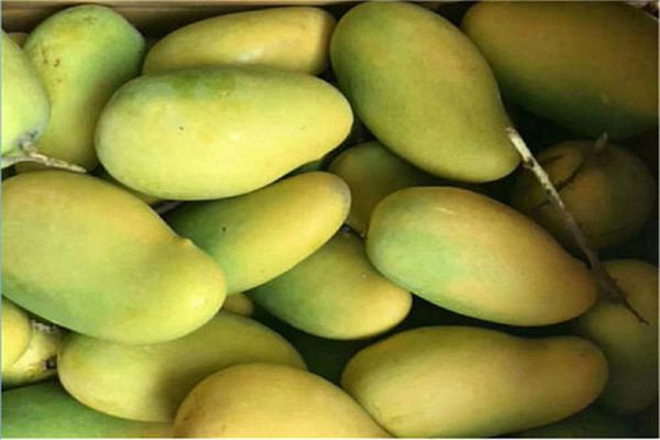 世界上最大的芒果有多少斤 比成年人头更大（重超8斤）