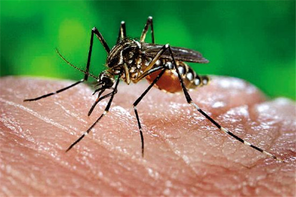 世界上最毒的蚊子是什么 花斑蚊（叮咬人体会导致红肿瘙痒）