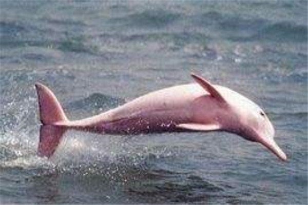 世界上最罕见的海豚是什么 粉红瓶鼻海豚（粉色海豚）