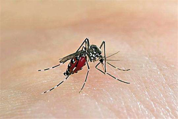 世界上最毒的蚊子是什么 花斑蚊（叮咬人体会导致红肿瘙痒）
