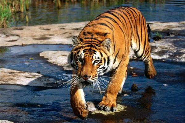世界上最厉害的老虎是什么 东北虎（最大猫科动物）