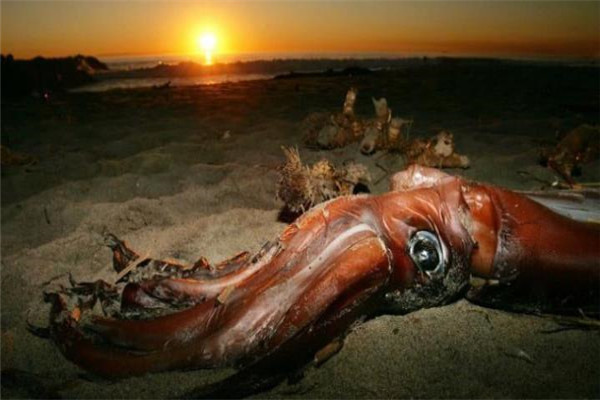 世界上最大的软体动物是什么 大王酸浆鱿（生活深海地区）