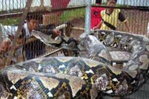 世界最大蟒蛇，印度发现14 86米网纹蟒（张口轻松吞人）
