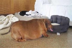 世界上最肥的狗狗是什么 美国腊肠犬欧碧（体型庞大）