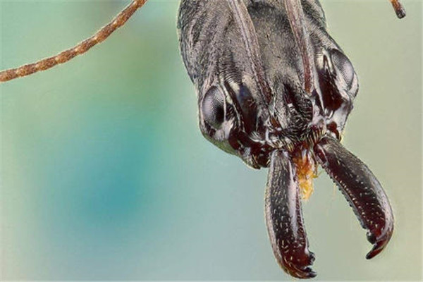世界上毒性最强的蚂蚁是什么 子弹蚁（咬人让人痛苦）