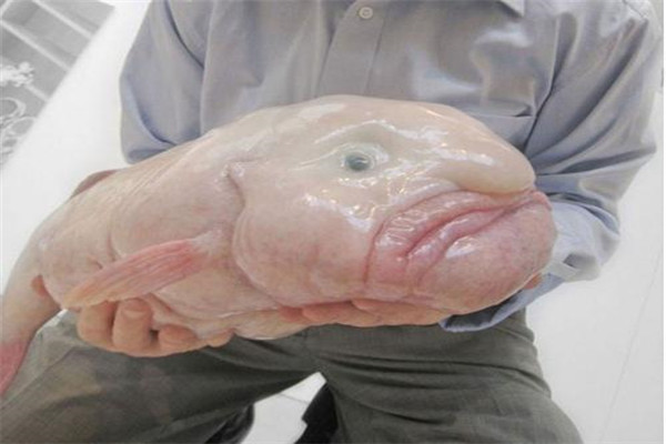 世界上最丑陋的鱼类之一 水滴鱼为什么这么丑